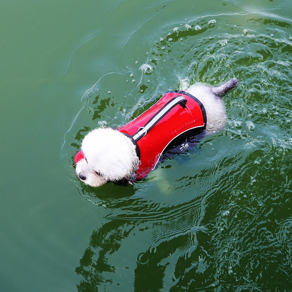 Pet dog with a leash and swimming life jacket